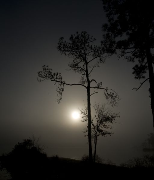 Fog, Sunrise and Tree