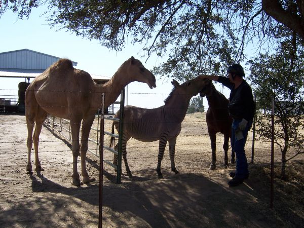 The Zedonkey and the Camel