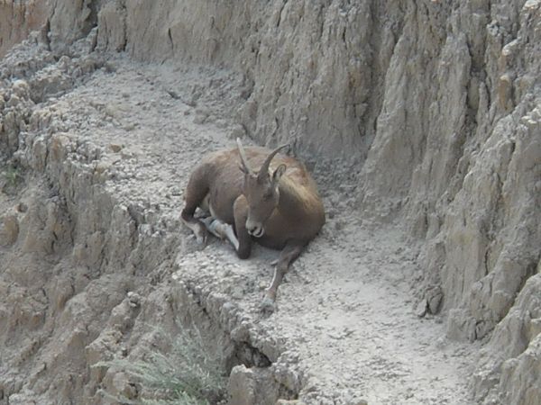 Badlands Goat